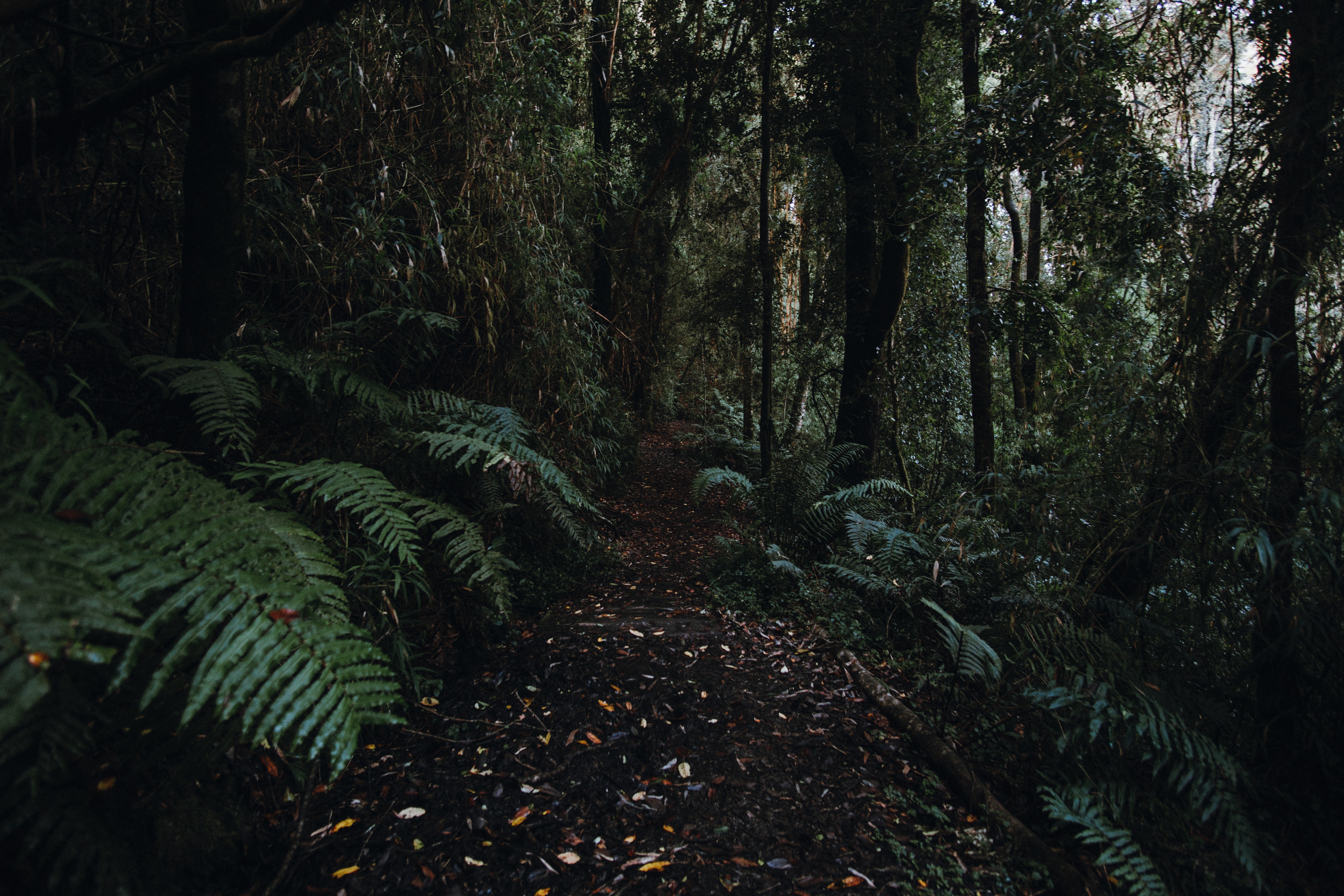 sendero de un bosque